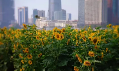Những điểm check-in "ngàn hoa" hút khách ở TP Hồ Chí Minh