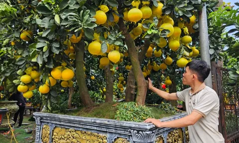 Cận cảnh chậu bưởi Diễn giá 150 triệu đồng tại TP.HCM