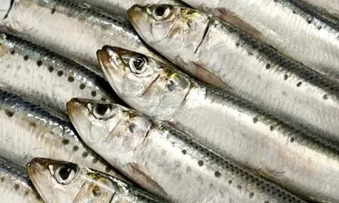 Loại cá được ca ngợi "tốt bậc nhất thế giới", hóa ra là cá quen thuộc ở chợ Việt Nam, giá rẻ khó tin