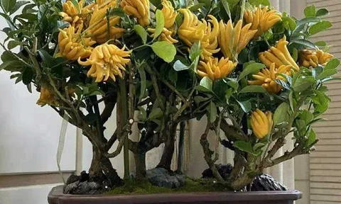 Nhà trồng 3 loại cây này chẳng khác rước "thần tài" vào nhà, gia chủ trăm sự cát lành, hút tài hút lộc