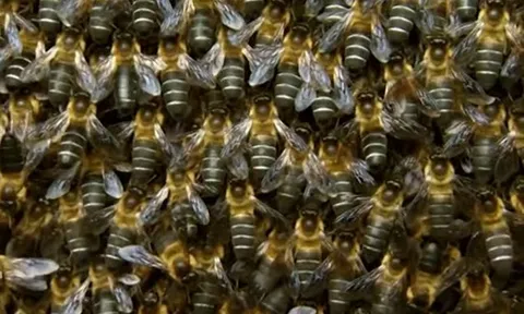 Đang "hóng chuyện", người phụ nữ bị trâu húc nguy kịch dù nhảy xuống ao vẫn không thoát