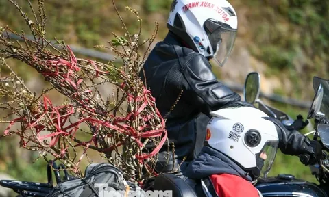 Đào, mận Mộc Châu hút khách chơi Tết sớm