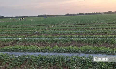 Loại quả hút khách dịp Tết vào mùa quyết định, nông dân tất bật "chạy nước rút"