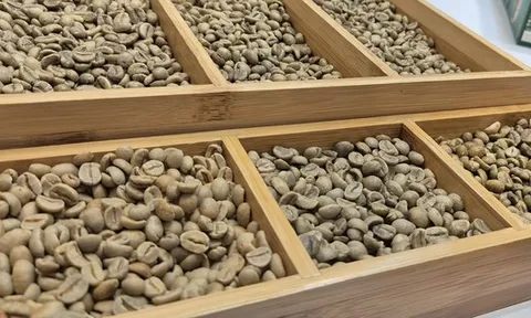 Giá cà phê hôm nay 15-1: Robusta ồ ạt ra thị trường