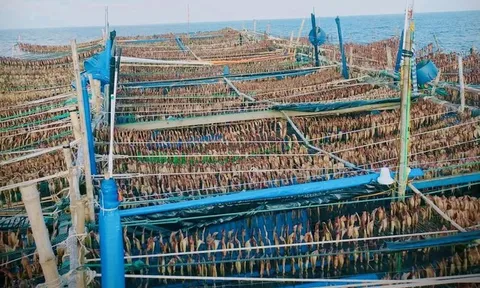 "Lộc biển" được giá, ngư dân đón Tết sớm