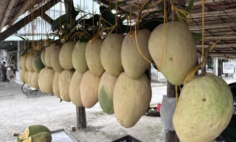 Xuất hiện loại xoài "quái vật" nặng bằng em bé sơ sinh tại miền Tây