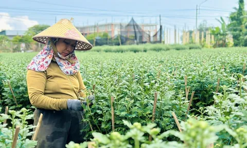 Chưa đến Tết, nhiều nhà vườn ở Quảng Ngãi đã bán hết hoa