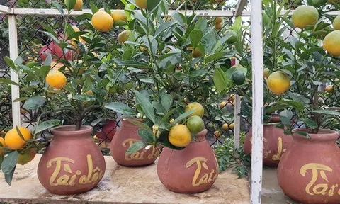Quất bonsai mini giá vài trăm ngàn đồng mỗi bình