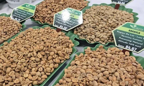 Giá cà phê hôm nay 18-1: Bầu Đức nói về giá cà phê hiện tại