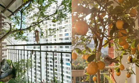 Ban công nhà giàu thường đặt 5 loại cây này để trấn giữ của cải, tiền bạc ở lại lâu hơn