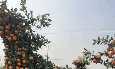 "Con mã" oách nhất Tết 2026: Cảnh tượng khiến 2 triệu người không tin, may mà có camera ghi lại