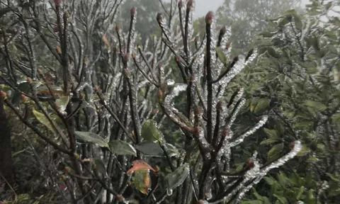 Miền Bắc rét "lạ": Mẫu Sơn -1 độ, băng giá phủ trắng; Bắc Ninh rét ngang Sa Pa