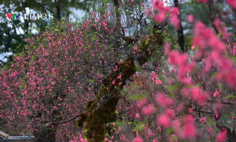 Dàn "lão đào" Tây Bắc xuống phố Thủ đô, giá thuê hàng chục triệu đồng mỗi gốc