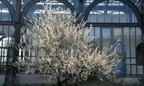 Tin vui cho hàng triệu người đi Sa Pa thời gian này