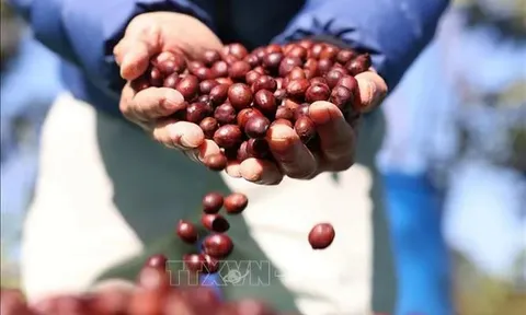 Giá cà phê bứt phá mạnh