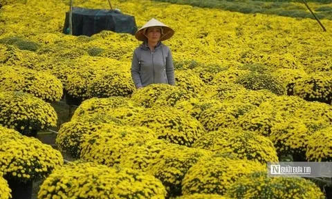 Không để nông dân đơn độc giữa mùa hoa Tết nở sớm