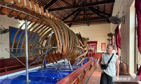 Choáng ngợp trước bộ xương cá voi 22m lớn nhất Đông Nam Á