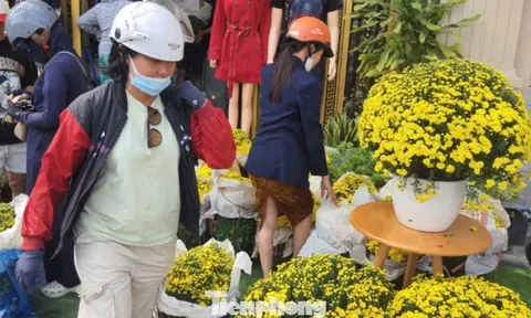 Hoa cúc bán Tết nở sớm bị thương lái ép giá, người dân vào cuộc hỗ trợ