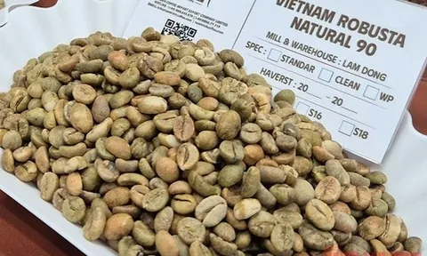 Giá cà phê hôm nay 24-1: Quay lại đà tăng 3 con số với Robusta