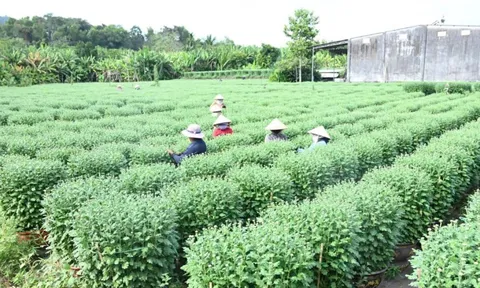 Làng hoa Thống Nhất vào vụ Tết: Chạy đua với thời gian "níu" sắc xuân