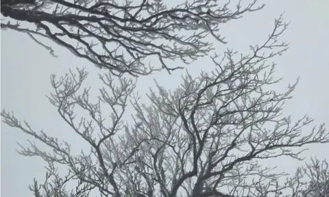 Dự báo thời tiết 25/1: Miền Bắc tiếp tục "chìm" trong rét đậm, mưa phùn khiến giá buốt tăng cao