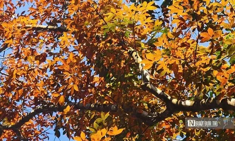 Ngắm bức tranh thiên nhiên đầy chất điện ảnh của rừng cao su mùa thay lá