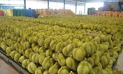 Sầu riêng Thái Lan ‘hụt hơi’ trước Việt Nam tại Trung Quốc, láng giềng lập tức ra chiến lược mới