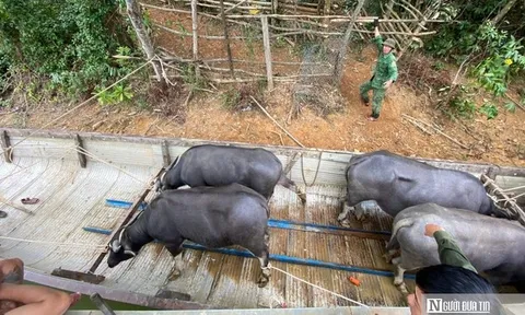 Niềm vui đầu năm của "vua trâu" sông Bồ