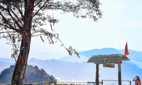 Cảnh tượng 'độc nhất vô nhị' ở điểm check-in cao nhất Mộc Châu