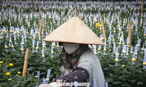Thủ phủ hoa lớn nhất Hà Nội hối hả vào vụ Tết