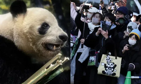 Hàng dài người dân Nhật Bản xúc động xếp hàng chia tay cặp gấu trúc sinh đôi quay trở về Trung Quốc, sở thú có thể thiệt hại tới 3.400 tỷ đồng/năm