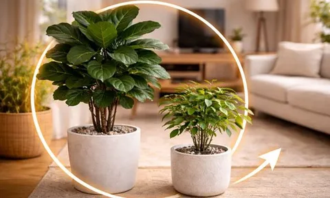 Ông bà dặn: Cây này tuyệt đối không đặt giữa nhà, nhiều người vẫn vô tư trồng rồi than "tiền vào bao nhiêu cũng trôi"