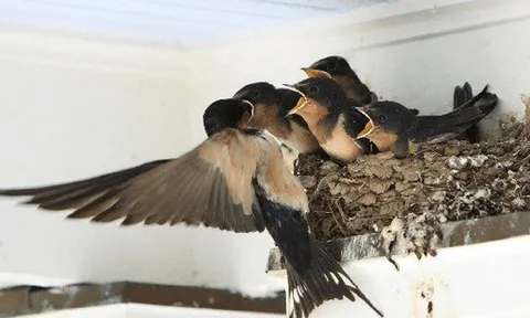 Gần Tết thấy nhà có 6 dấu hiệu này là cuộc đời nở hoa, tài lộc gõ cửa: Đặc biệt là điều số 2!