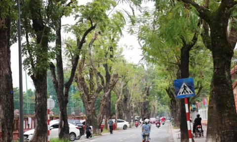 Huế lập 'hồ sơ sức khỏe' cho cây xanh đô thị