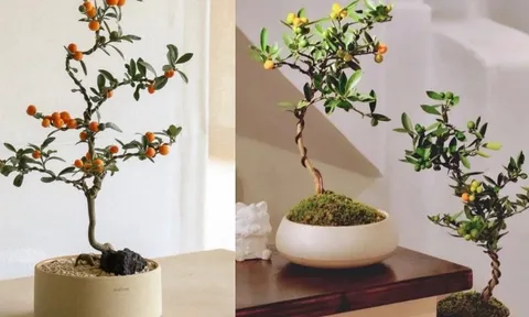 Trend chơi quất dành cho nhà nhỏ - hội chị em nhất định phải update để đón Tết