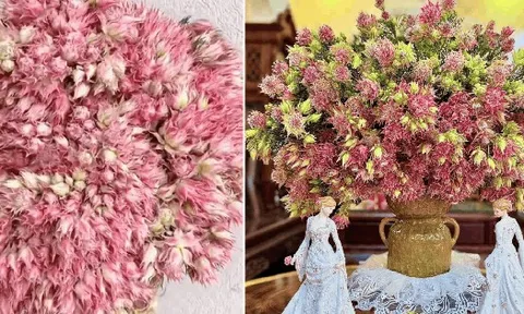 Loài hoa tên nghe bẽn lẽn như gái đôi mươi, nở rộ thành tuyệt phẩm, bền đẹp suốt cả tháng