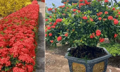 Loài hoa chơi Tết bền cả tháng, nở đẹp mỹ miều: 1 ngày ngắm 24 giờ không thấy chán