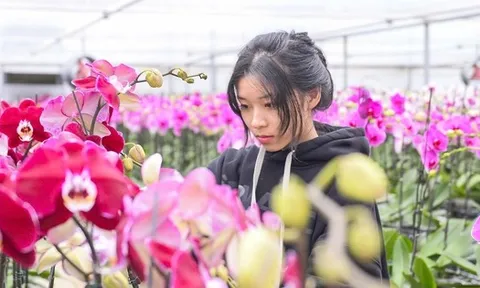 Đầu tư 10 tỉ đồng trồng loài hoa "quý tộc" bán cho người dân chơi Tết