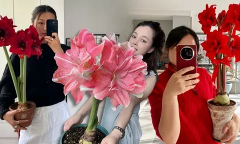 Tết này đừng chỉ chơi đào quất: Thử ngay loài hoa "hệ lười" không cần tưới vẫn nở rực rỡ, tên gọi nghe thôi đã thấy tiền tài tới tấp!