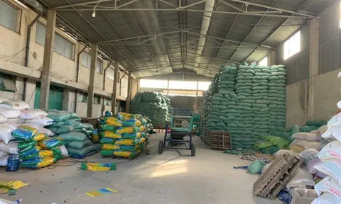 Phát hiện đối tượng sản xuất hơn 200 tấn lúa giống giả ST24, ST25