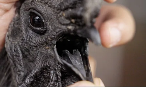 Nghề nuôi con kỳ lạ ở Việt Nam: Loài vật đen sì toàn thân, trứng giá cả triệu đồng vẫn không đủ bán