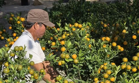 Hoa Tết xuống phố rực rỡ, người mua "ngó nhiều hơn mua"