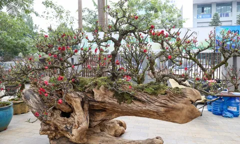 Độc lạ cặp đào thất thốn leo gỗ hoàng đàn giá gần 1 tỷ đồng