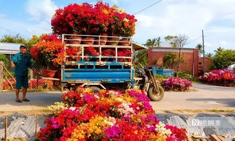 Lạc vào "thiên đường hoa giấy" Phú Sơn: Cả làng bừng sáng rực rỡ ngày giáp Tết