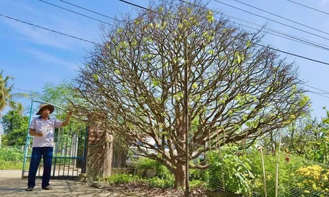 Ngắm cây mai vàng 70 năm tuổi ở Quảng Ngãi rao bán 3,5 tỷ đồng