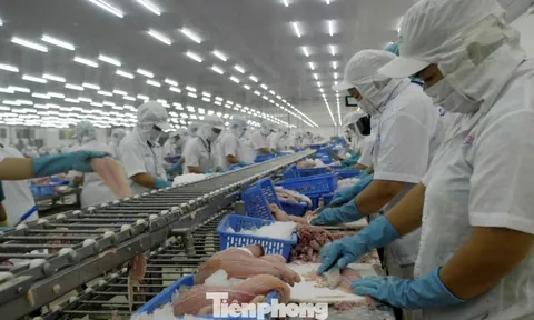 Xuất khẩu cá tra tăng mạnh