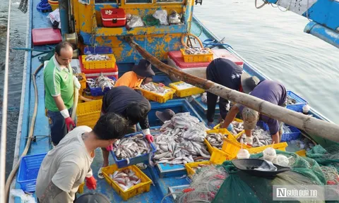 Chuyến biển cuối năm ở Lâm Đồng: Có trúng – có lo, nhưng niềm vui vẫn đầy khoang