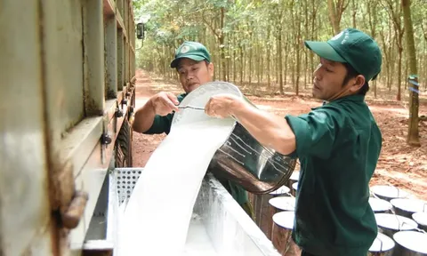 Sau quý IV/2025 "hụt hơi", Cao su Phước Hòa đặt mục tiêu lãi gần 1.000 tỷ đồng năm 2026