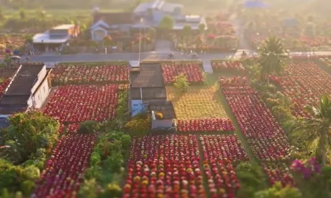 Choáng ngợp trước "nhà máy" hoa Tết rộng bằng 1.400 sân bóng đá tại miền Tây