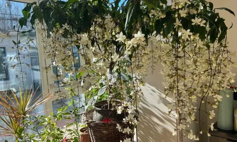 Loại hoa "thần tiên" đang gây sốt dịp cận Tết: Tên nghe đã thấy giàu sang, hoa rủ xuống như thác đổ, ai nhìn cũng muốn "rinh" ngay về nhà